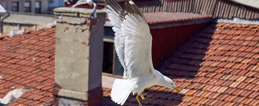 Residential Chimney Animal Removal Solution in Manitowoc, WI