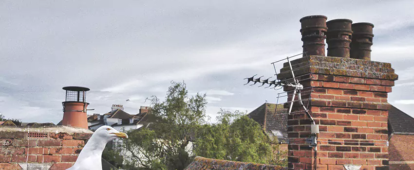 Chimney Cleaning And Restoration in Manitowoc, Wisconsin